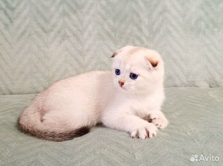 Шотландские шиншиллы