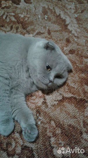 Отдам бесплатно