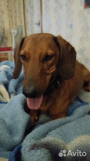 Собака в добрые руки отдам бесплатно