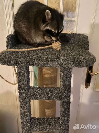 Когтеточка