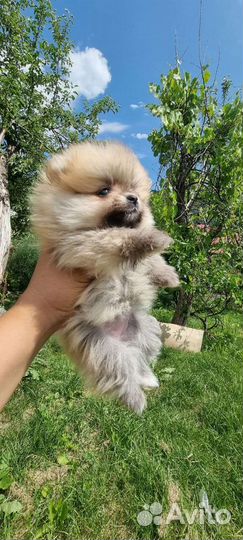Померанский шпиц