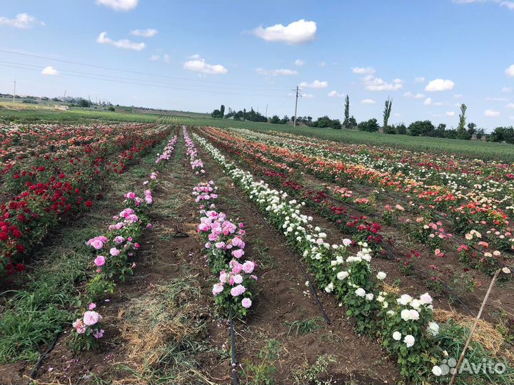 Кусты роз опт и розница