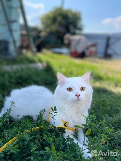 Отдам кота в добрые руки