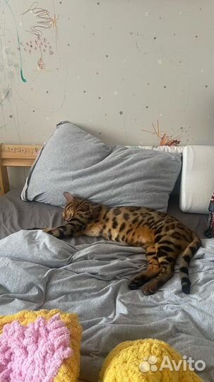 Кот бенгал 1 год