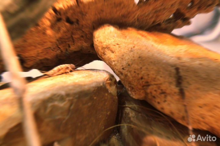 Полупалый геккон триедрус