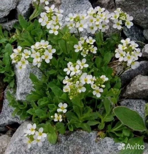 Многолетние почвопокровные. Маргаритки