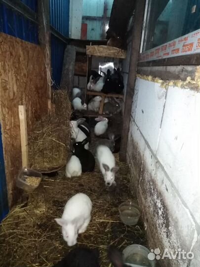 Кролики мясные 3 мес, 6 мес