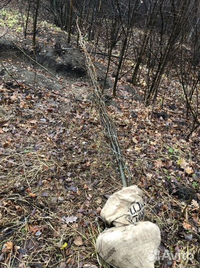 Саженцы, клена,дуб,сосны, березы, липы,рябина