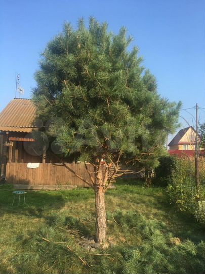 Дом 40 м² на участке 15 сот.