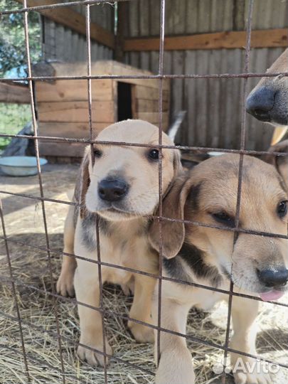 Щенки русской гончей