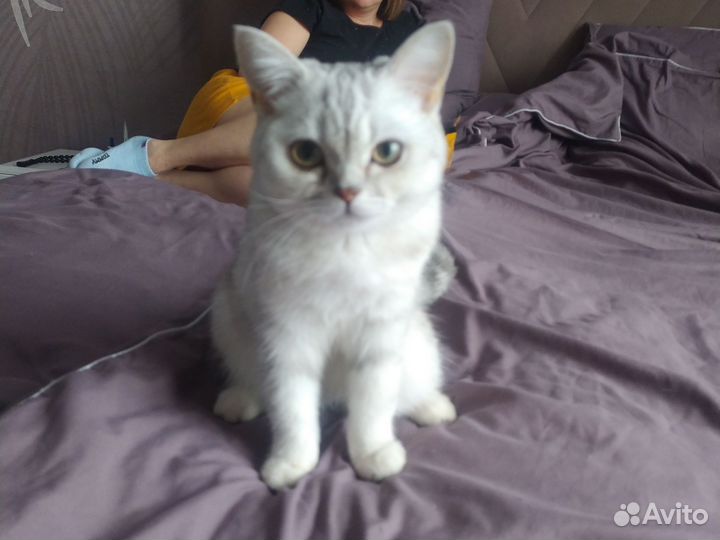 Британская кошка