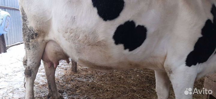 Корова стельная дойная