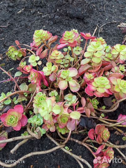 Очитки, седумы