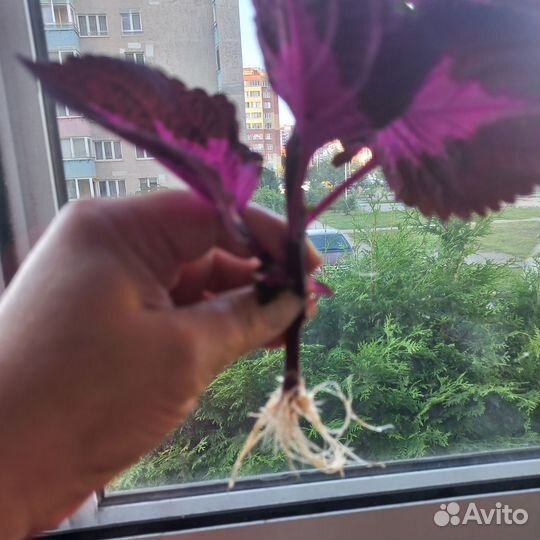 Колеус или крапивка