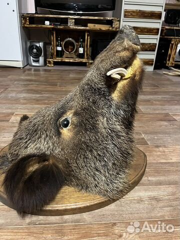 Голова чучело дикого кабана