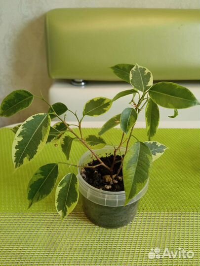 Фикус Кинки