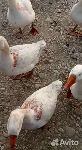 Метан зборе хорошо состаяни