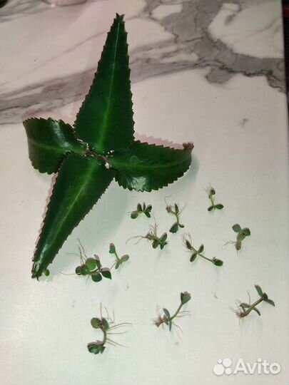 Каланхоэ дегремона (отправлю)
