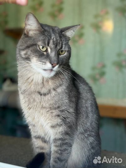 Кот Поль из приюта в добрые руки