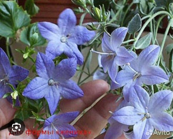 Кампанула жених и невеста