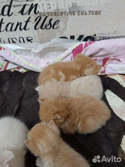 Кошки в добрые руки бесплатно