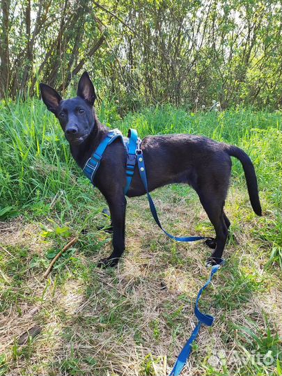 Молодая собачка