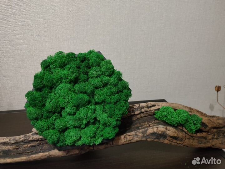 Мох стабилизированный