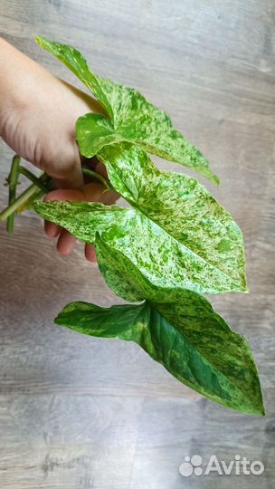 Сингониум моттлед