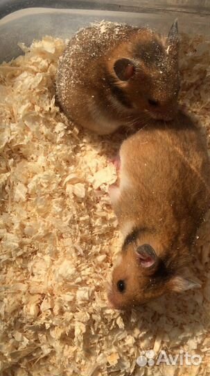 Сирийский хомяк