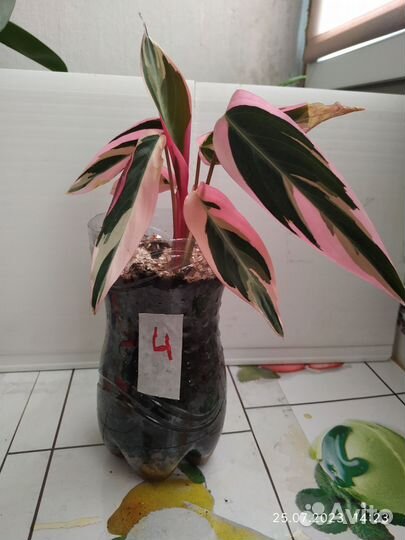 Строманта триколор