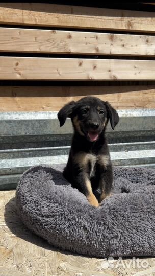 Щенок в добрые руки