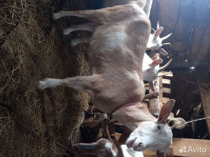 Зааненские Козы и Козлы и 2 бычка(по 5 месяцев)