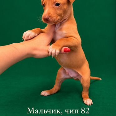 Фараонова собака, щенок