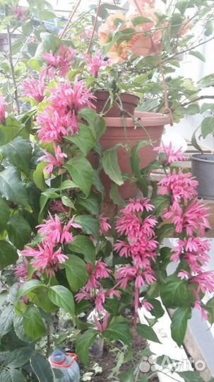 Комнатные растения цветы