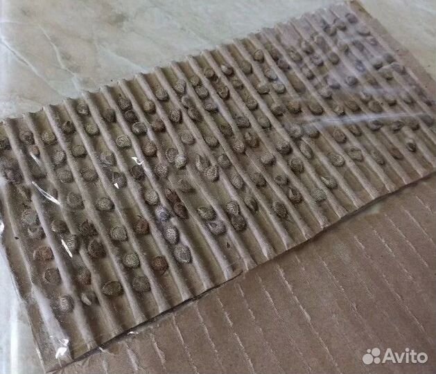 Чернокорень (семена) от мышей кротов крыс хомяков