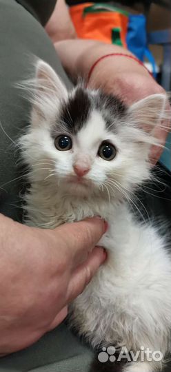 Котенок девочка пушистая 1.5мес