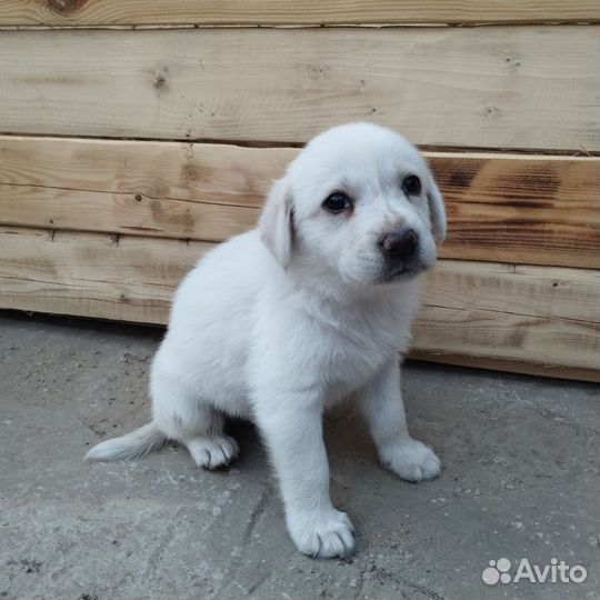 Щенки в добрые руки