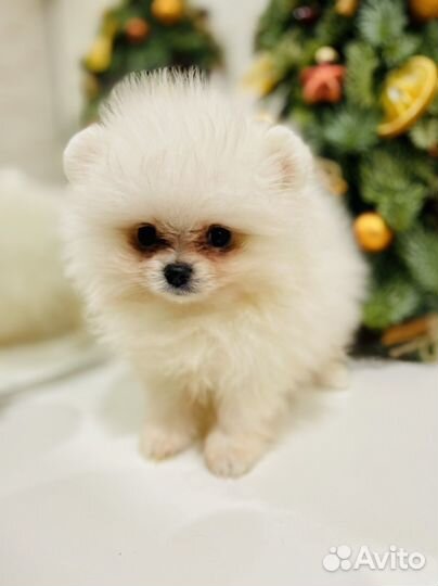 Щенки померанского шпица