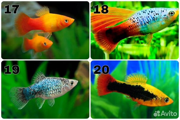 Аквариумные рыбки. Обновление от 29.04