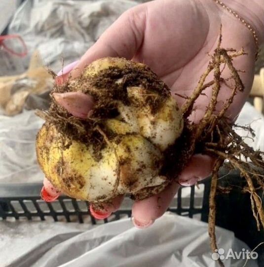 Луковицы лилий оптом от поставщика