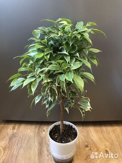 Фикус Бенджамина саманта