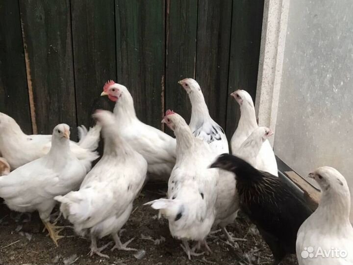 Куры-несушки