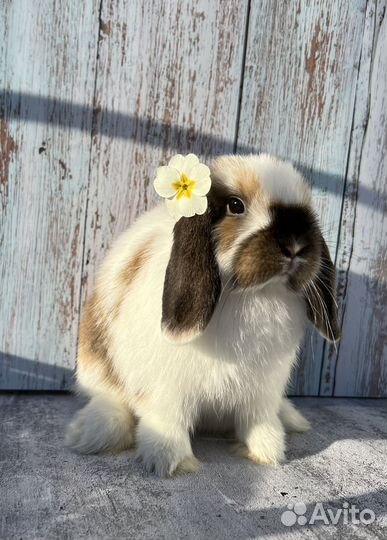 Карликовые кролики, ручные малыши