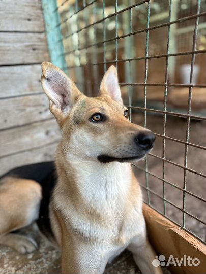 Хрупкая красавица Айва оказалась в приюте