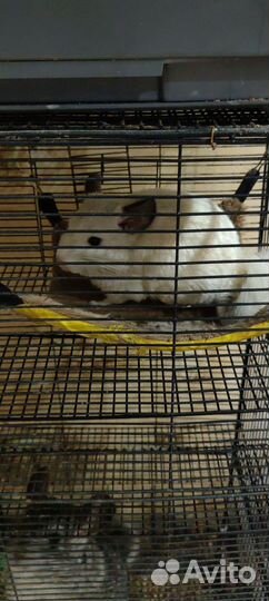 Шиншиллы с клеткой