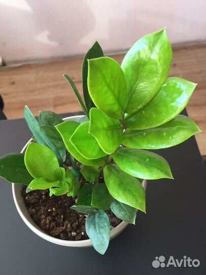 Замиокулькас