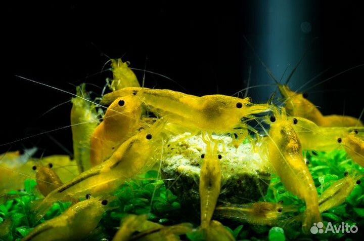 Креветки аквариумные, Блю Дрим, Желтый Неон