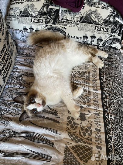 Котик рэгдолл