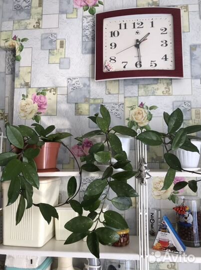 Хойя цветок