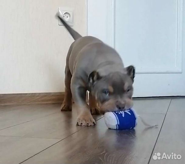 Щенок американского булли